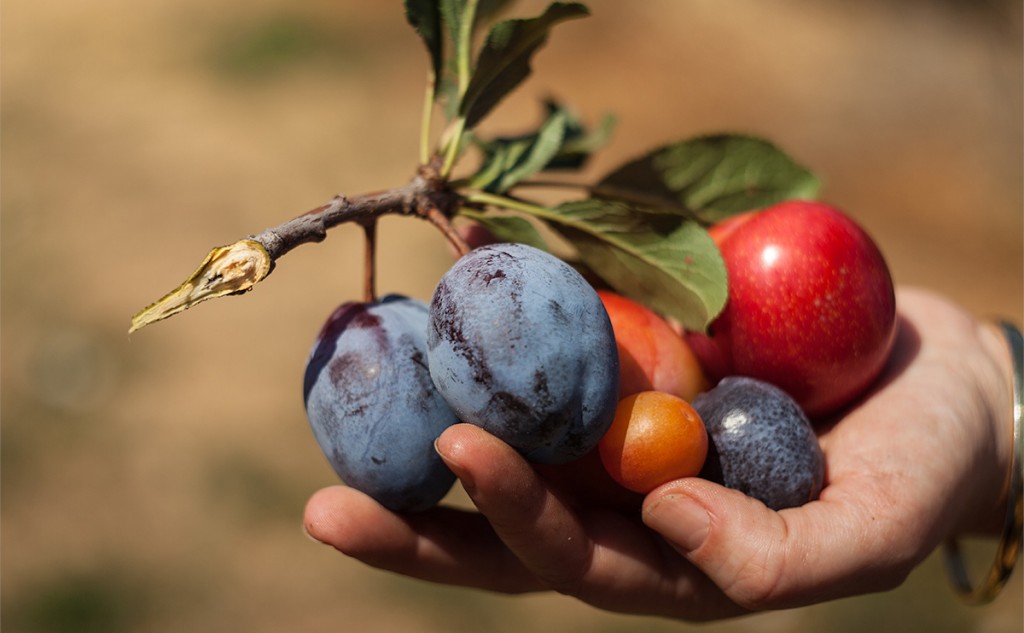 Tree of 40 fruits