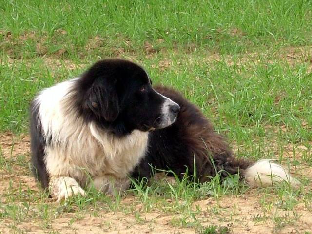 ο Ελληνικός Ποιμενικός είναι ο καλύτερος φύλακας, ένας σκύλος εμπιστοσύνης, απαραίτητος σε κάθε κτηνοτρόφο που θέλει να προστατεύσει αποτελεσματικά το κοπάδι του